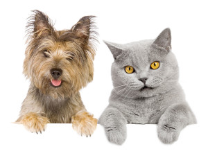 Cane e Gatto sensore pet immunity